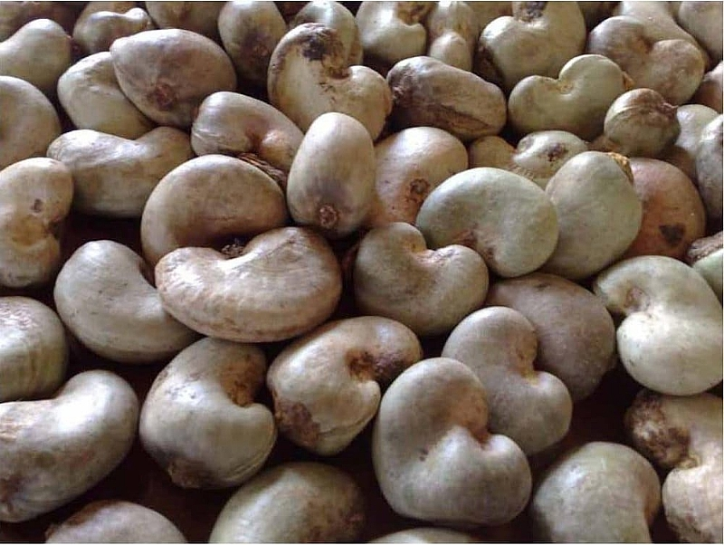 Cashew Price Cut Poses Risk to Smallholder Farmers — CWG
