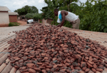 Cocoa beans