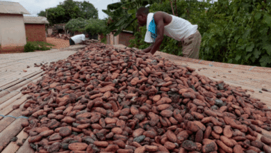 Cocoa beans