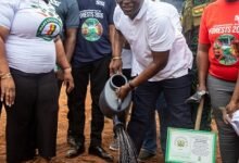 Mr Armah-Kofi Buah watering a tree after planting at the Achimota Forest Reserve