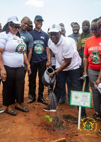 Mr Armah-Kofi Buah watering a tree after planting at the Achimota Forest Reserve