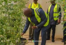 Mr Opoku inspecting tomatoe plant on the farm