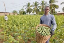 An Okro farm