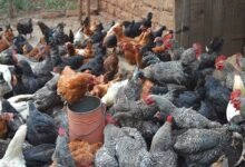 Indigenous poultry farming