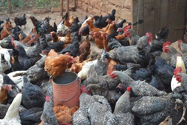 Indigenous poultry farming
