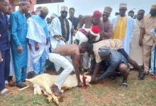 A ram being slaughtered by Alhaji Baba Seidu, Bono Regional Chief Imam