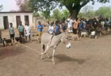 Livestock donated to one of the beneficiaries