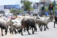 Cattle crossing a street in Accra