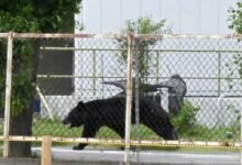 A bear walks on the premises of an office in Fukushima, Japan