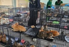 Cages containing live cat from separate locations