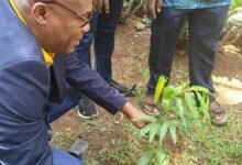 Mr Adjabeng planting a tree during the exercise