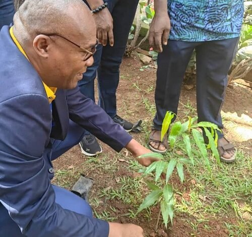 Mr Adjabeng planting a tree during the exercise