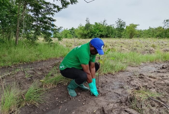 Dr Kasser Tee planting a tree seedling