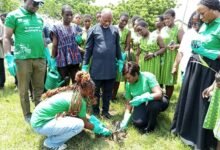 Mrs Amanquah planting a tree seedling