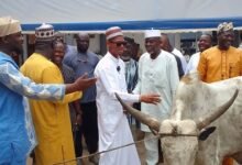 Dr. Sosu (middle) being assisted by Alhaji Faila (second from left) to present the cow
