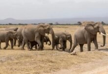 An elephant herd walking on the savannah in Amboseli national park