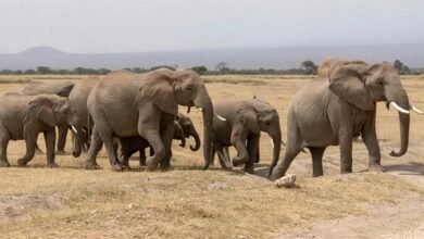 An elephant herd walking on the savannah in Amboseli national park