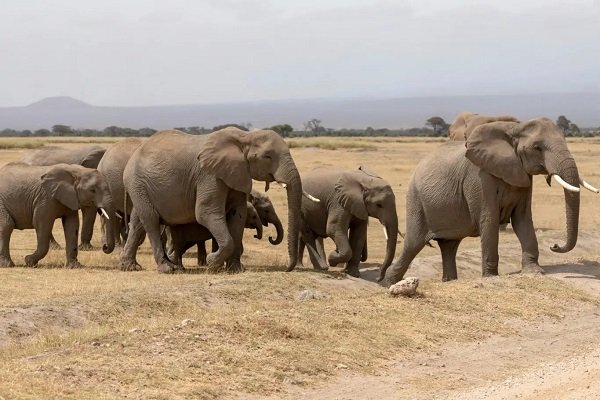 An elephant herd walking on the savannah in Amboseli national park