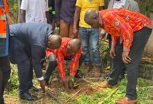 Mr Amoah (middle) planting a tree