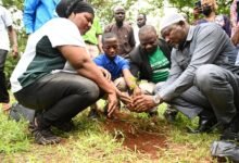 Mr Adams (second from right), assisted by Mr Issifu, Ms Musah and a student, planting a tree