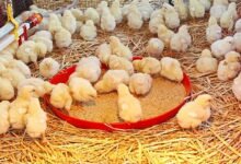 Some of the chicks