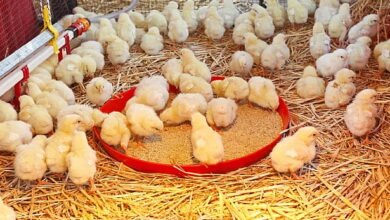 Some of the chicks