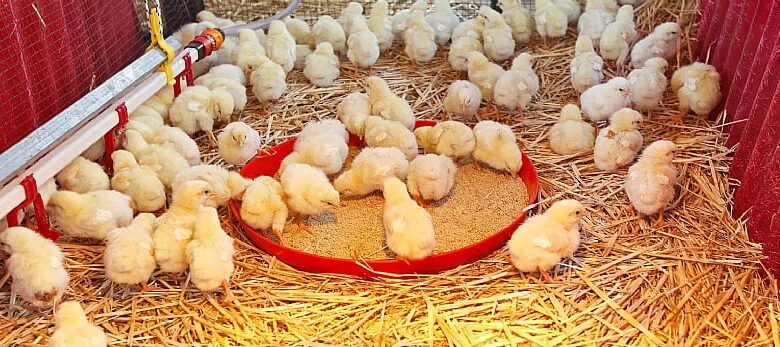 Some of the chicks