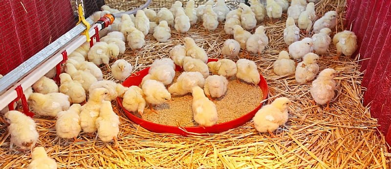 Some of the chicks