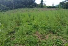 The India hemp farm which was destroyed