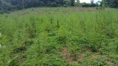 The India hemp farm which was destroyed