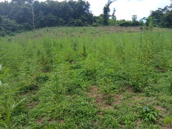 The India hemp farm which was destroyed