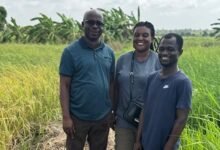Dr Stephen Yeboah (left), Dr Patricia-Amankwaah Yeboah (middle) and Dr Vincent Opoku Agyeman on one of the rice farm