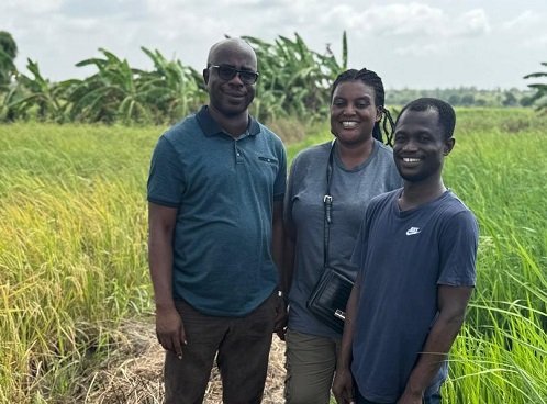 Dr Stephen Yeboah (left), Dr Patricia-Amankwaah Yeboah (middle) and Dr Vincent Opoku Agyeman on one of the rice farm