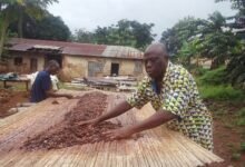Mr. Emmanuel Acquah, Chief Cocoa Farmer at Akpafu-Odomi, drying his cocoa beans