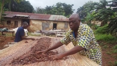 Mr. Emmanuel Acquah, Chief Cocoa Farmer at Akpafu-Odomi, drying his cocoa beans