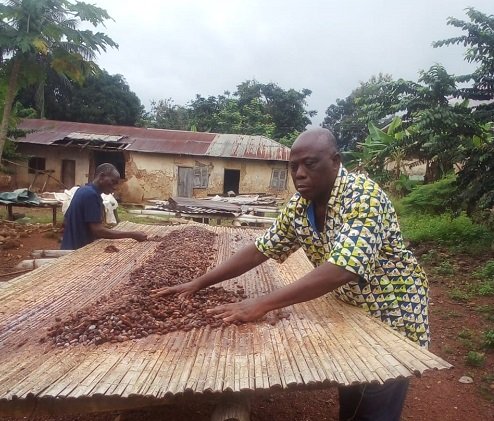 Mr. Emmanuel Acquah, Chief Cocoa Farmer at Akpafu-Odomi, drying his cocoa beans