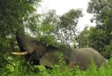 An Elephant in one of the reserves