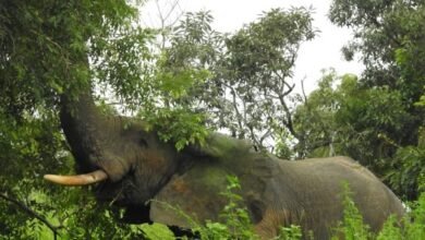 An Elephant in one of the reserves