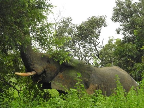 An Elephant in one of the reserves