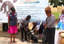 Dr Allegye-Cudjoe demonstrating a vaccination of a dog at the launch