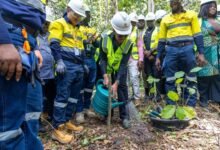 Dr Agyeman-Rawlings, watering a tree at the Akyim Mine Restoration Project during a site inspection visit