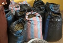 The suspected sacks of Indian hemps