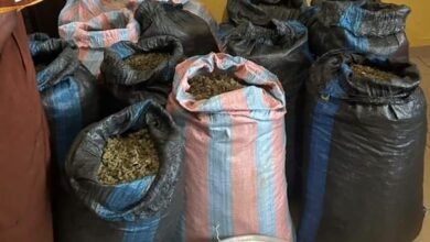 The suspected sacks of Indian hemps